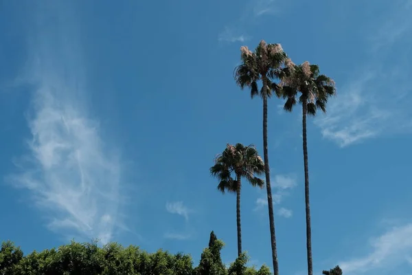 Palmeras Las Calles Los Ángeles Fondo Natural Para Diseño — Foto de Stock