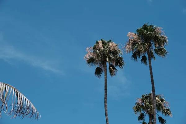 Palmeiras Nas Ruas Los Angeles Fundo Natural Para Projeto — Fotografia de Stock