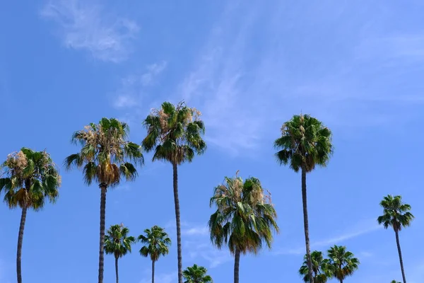 Palmeiras Nas Ruas Los Angeles Fundo Natural Para Projeto — Fotografia de Stock