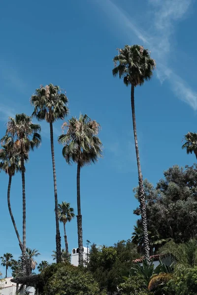 Пальмы Улицах Лос Анджелеса Естественный Фон Дизайна — стоковое фото