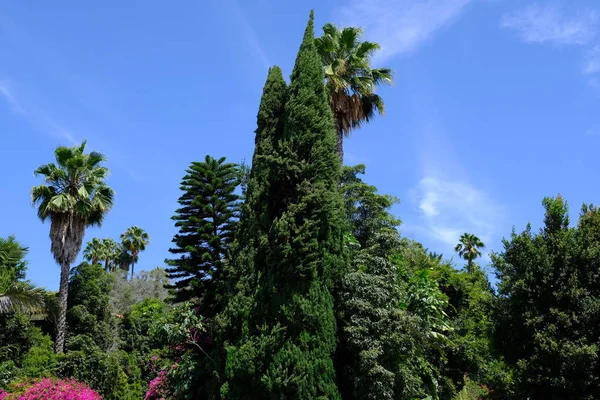 Palm trees on the streets of Los Angeles. Natural background for design.