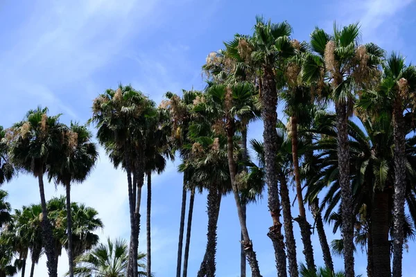 Palm trees on the streets of Los Angeles. Natural background for design.