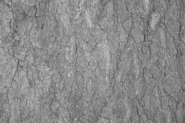 Текстура Дерева Вашего Дизайна — стоковое фото