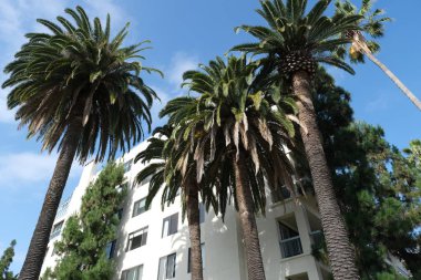Los Angeles sokaklarında palmiye ağaçları. Tasarım için doğal arka plan.