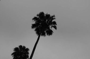 Los Angeles sokaklarında palmiye ağaçları. Tasarım için doğal arka plan.