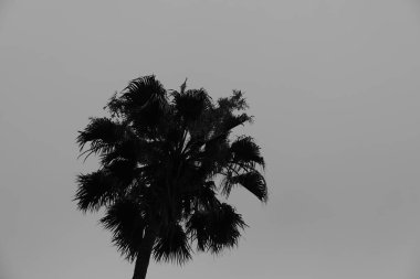 Los Angeles sokaklarında palmiye ağaçları. Tasarım için doğal arka plan.