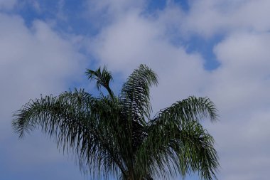 Los Angeles sokaklarında palmiye ağaçları. Tasarım için doğal arka plan.