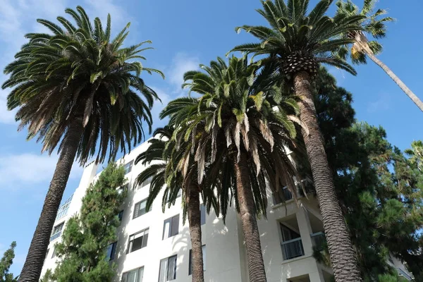 Los Angeles Sokaklarında Palmiye Ağaçları Tasarım Için Doğal Arka Plan — Stok fotoğraf