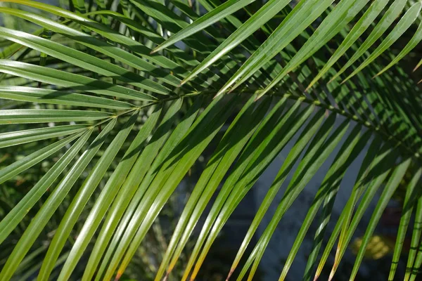 Palmen Auf Den Straßen Von Los Angeles Natürlicher Hintergrund Für — Stockfoto