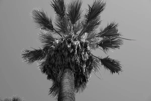 Palm trees on the streets of Los Angeles. Natural background for design.