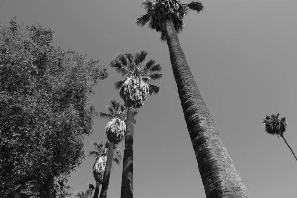 Palm trees on the streets of Los Angeles. Natural background for design.