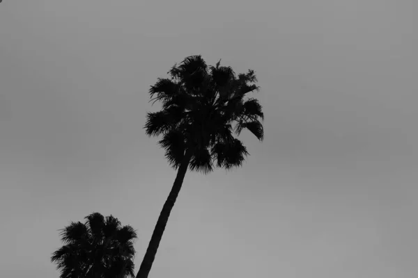 Palm Trees Streets Los Angeles Natural Background Design — Stock Photo, Image