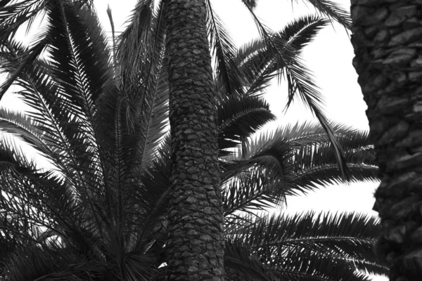 Palme Strade Los Angeles Sfondo Naturale Design — Foto Stock