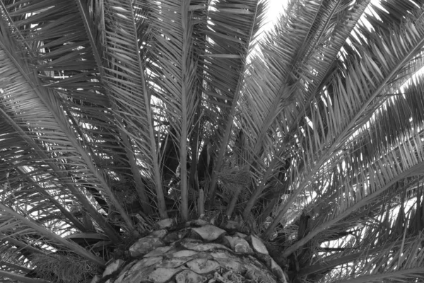 Palm trees on the streets of Los Angeles. Natural background for design.