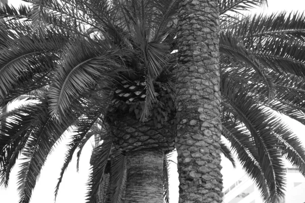 Palm trees on the streets of Los Angeles. Natural background for design.