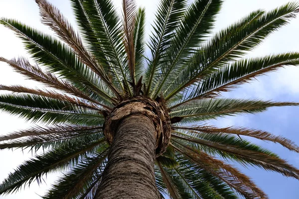 Palmen Auf Den Straßen Von Los Angeles Natürlicher Hintergrund Für — Stockfoto