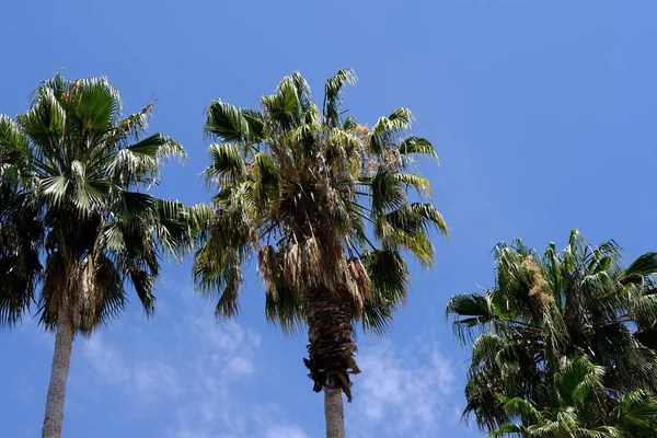 ロサンゼルスの路上のヤシの木 デザインのための自然な背景 — ストック写真