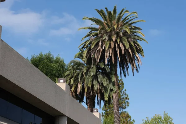 Los Angeles Sokaklarında Palmiye Ağaçları Tasarım Için Doğal Arka Plan — Stok fotoğraf