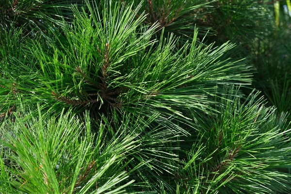 Des Palmiers Dans Les Rues Los Angeles Fond Naturel Pour Images De Stock Libres De Droits