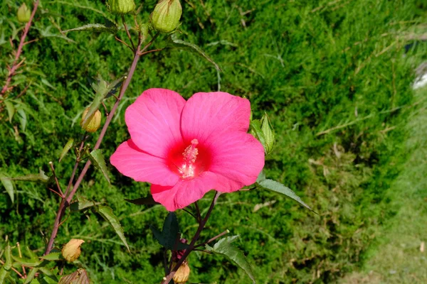 Bunga Sebuah Taman Kota Latar Belakang Floral Bagi Perancang — Stok Foto
