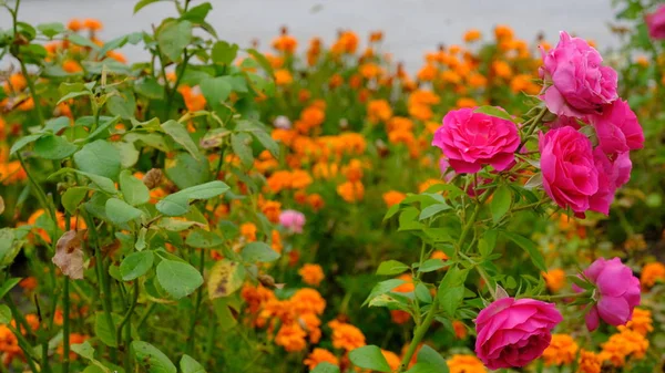 Цветы Парке Цветочный Фон Дизайнера — стоковое фото