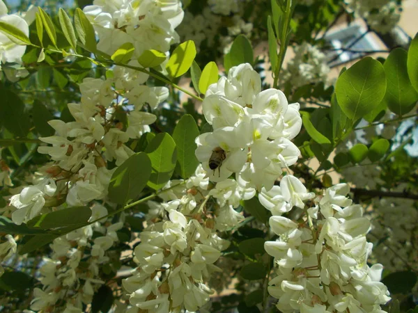 Branches Une Cerise Fleurs Contexte Conception — Photo