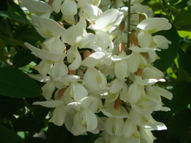 Çiçek açan kiraz dalları. Tasarım için arkaplan.