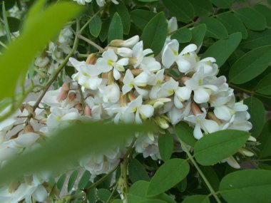 Çiçek açan kiraz dalları. Tasarım için arkaplan.