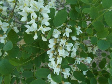 Çiçek açan kiraz dalları. Tasarım için arkaplan.