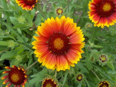 Şehir parkında çiçekler. Tasarımcı için çiçek arkaplanı