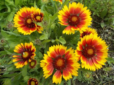 Şehir parkında çiçekler. Tasarımcı için çiçek arkaplanı