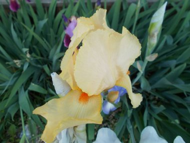 Şehir parkında süsen çiçeği. Tasarımcı için çiçek arkaplanı