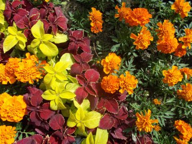 Şehir parkında çiçekler. Tasarımcı için çiçek arkaplanı