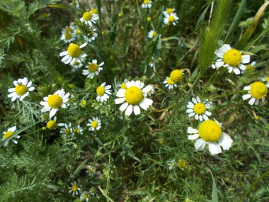 Şehir parkında çiçekler. Tasarımcı için çiçek arkaplanı