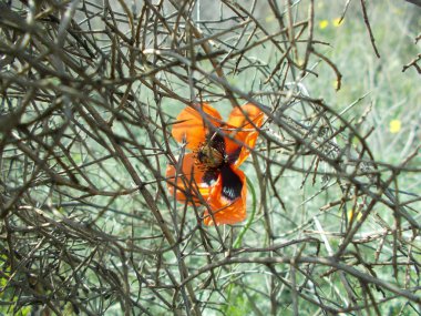 yeşil çim üzerinde kırmızı haşhaş