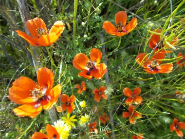 yeşil çim üzerinde kırmızı haşhaş
