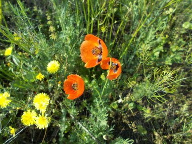 yeşil çim üzerinde kırmızı haşhaş