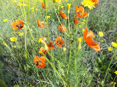 yeşil çim üzerinde kırmızı haşhaş
