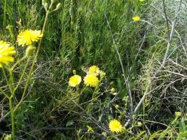 Yeşil çimlerde karahindibalar