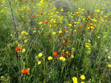 Yeşil çimlerde karahindibalar