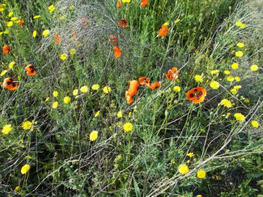 Yeşil çimlerde karahindibalar