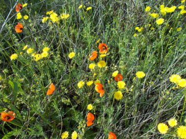 Yeşil çimlerde karahindibalar