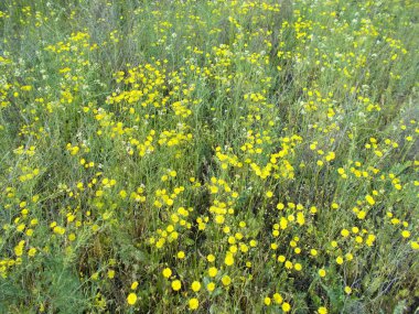 Yeşil çimlerde karahindibalar