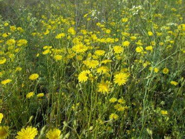 Yeşil çimlerde karahindibalar