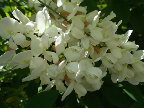 Branches Une Cerise Fleurs Contexte Conception — Photo