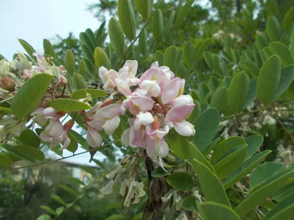 Branches Acacia Fleurs Contexte Conception — Photo