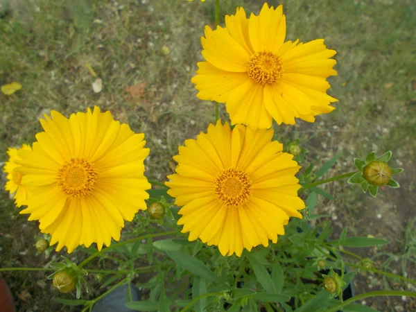 Blumen Einem Stadtpark Floraler Hintergrund Für Designer — Stockfoto