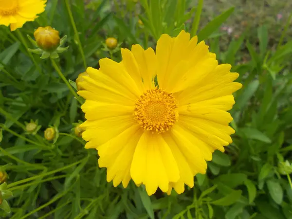 Bloemen Een Stad Park Bloemen Achtergrond Voor Ontwerper — Stockfoto