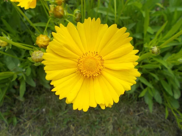 Bloemen Een Stad Park Bloemen Achtergrond Voor Ontwerper — Stockfoto