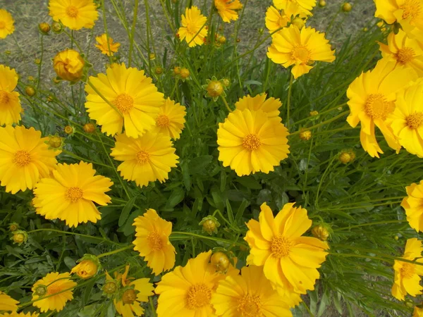 Blommor Stadspark Blommig Bakgrund För Designer — Stockfoto